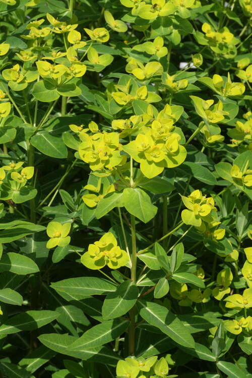 Bild von Euphorbia wallichii