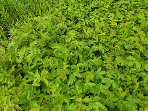 Bild von Filipendula ulmaria