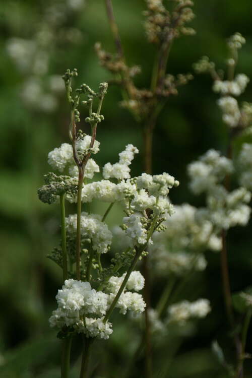 Bild von Gefülltblühendes Mädesüß