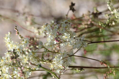 Bild von Filipendula vulgaris hexapetala