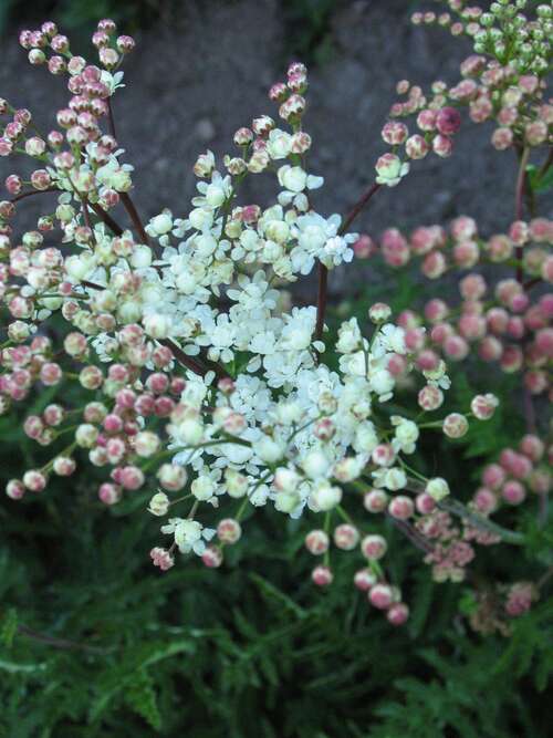 Bild von Gefülltblühende Knollenmädesüß