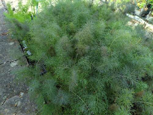 Bild von Foeniculum vulgare Atopurpureum