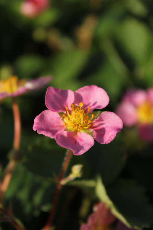 Bild von Fragaria ananassa Pink Panda