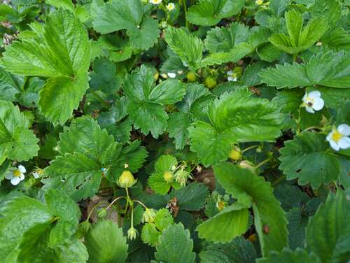 Bild von Fragaria x-cult. Birgit