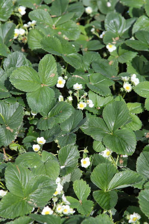 Bild von Fragaria x-cult. Mieze Schindler