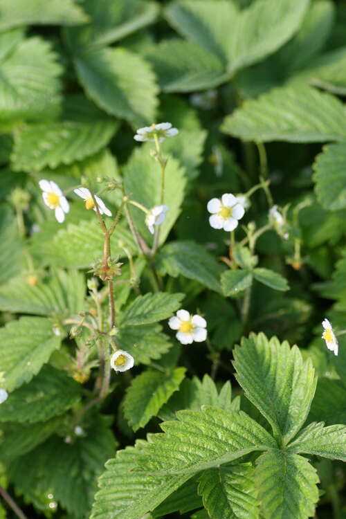 Bild von Fragaria vesca Alexandria