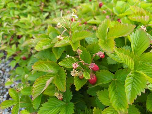 Bild von Fragaria vesca Rügen