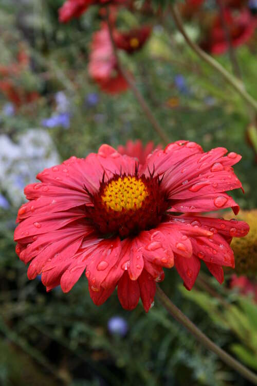 Bild von Gaillardia x-grandiflorum Burgunder