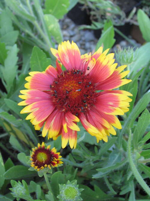 Bild von Gaillardia x-grandiflorum Kobold