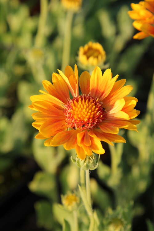 Bild von Gaillardia x-grandiflorum Oranges a.Lemons