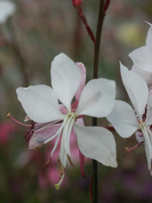 Bild von Gaura lindheimeri