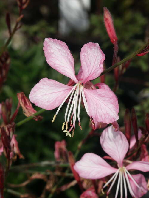 Bild von Garten-Prachtkerze