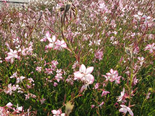 Bild von Gaura lindheimeri Rosyjane