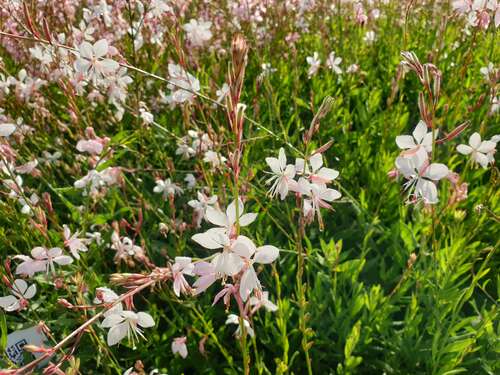 Bild von Gaura lindheimeri Summer Breeze