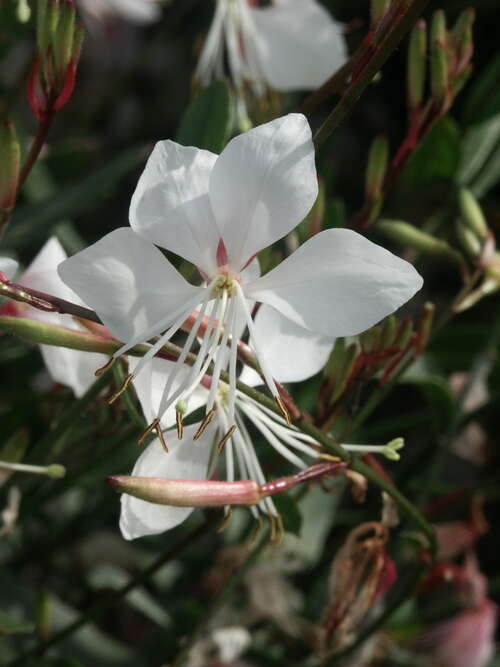 Bild von Gaura lindheimeri Whirl.Butterfly