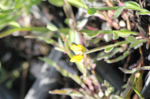 Bild von Flügel-Ginster