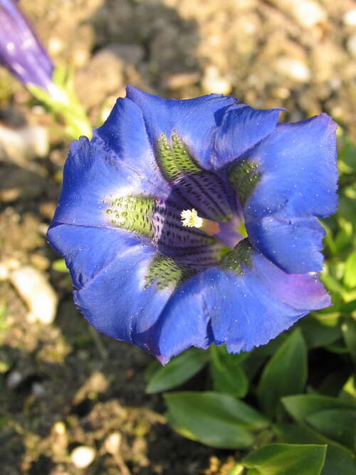 Bild von Gentiana acaulis
