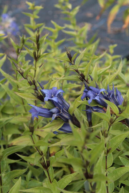Bild von Gentiana asclepiadea