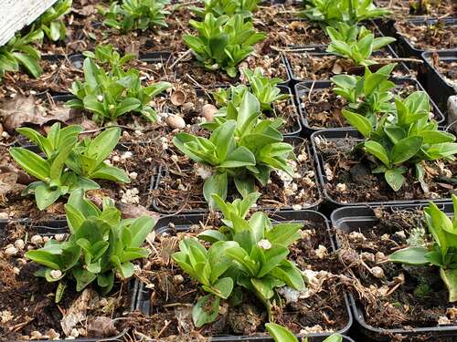 Bild von Kreuz-Enzian