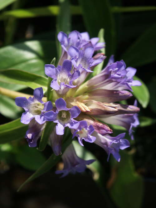 Bild von Gentiana gracilipes