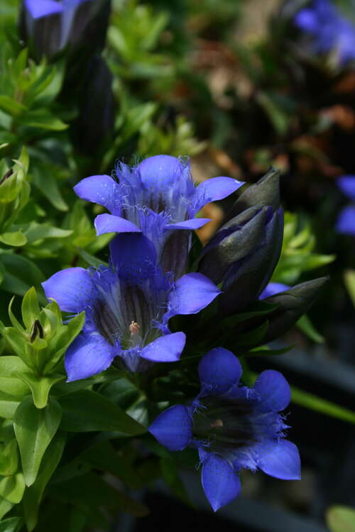 Bild von Gentiana sept. var. lagodechiana