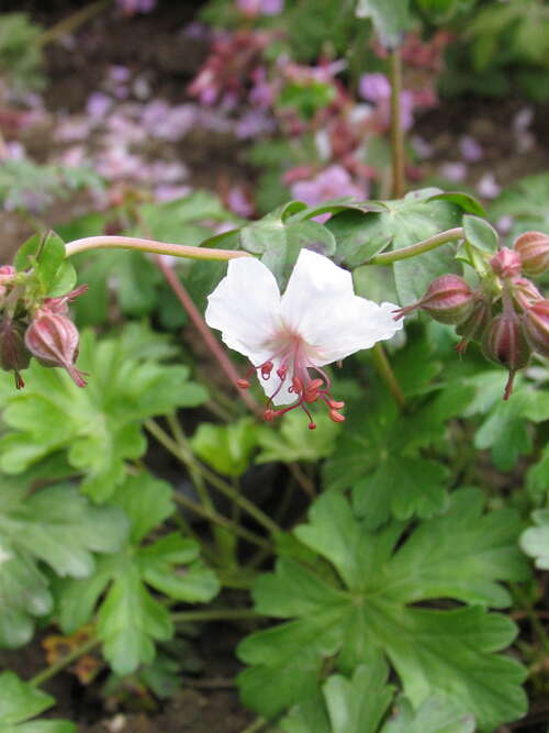 Bild von Geranium x-cantabrigense Biokovo