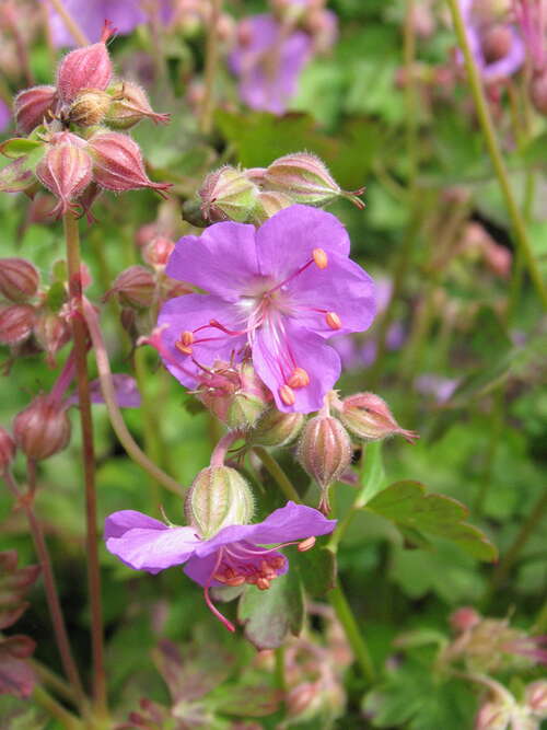 Bild von Geranium x-cantabrigense Cambridge