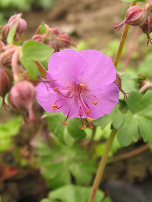 Bild von Geranium x-cantabrigense Karmina