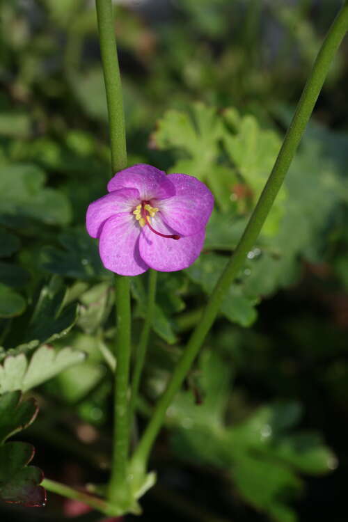 Bild von Geranium x-cantabrigense Vorjura