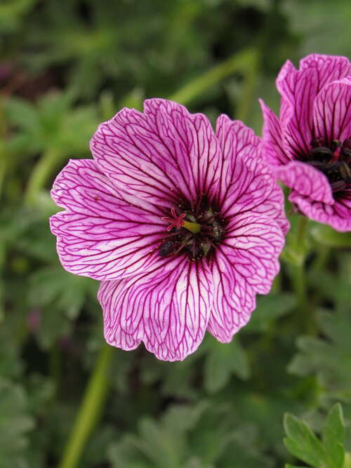 Bild von Geranium cinereum Laurence Flatman