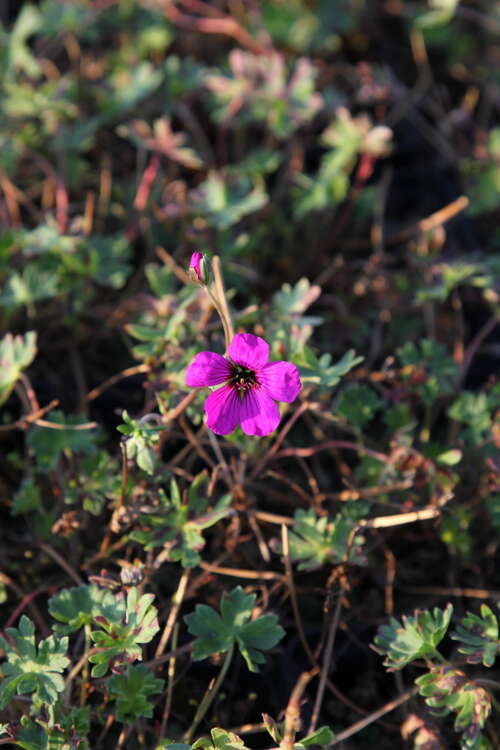 Bild von Geranium cinereum subcaulescens Guiseppii