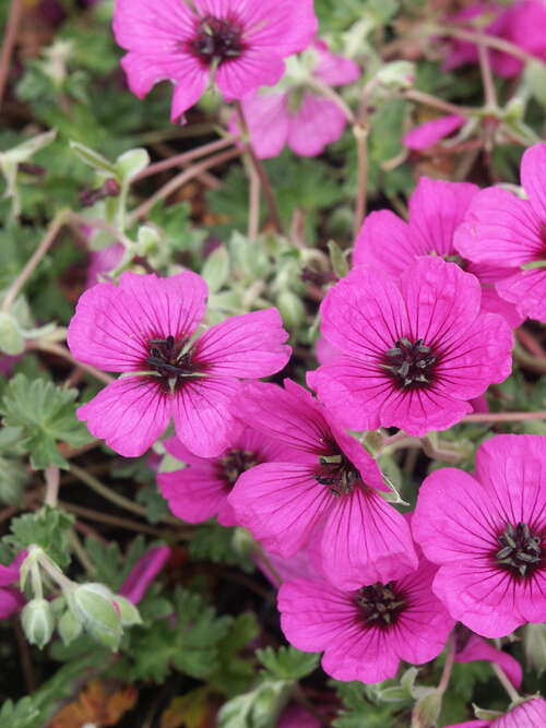 Bild von Geranium cinereum subcaulescens Purpureum