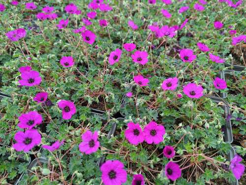 Bild von Geranium cinereum subcaulescens Splendens