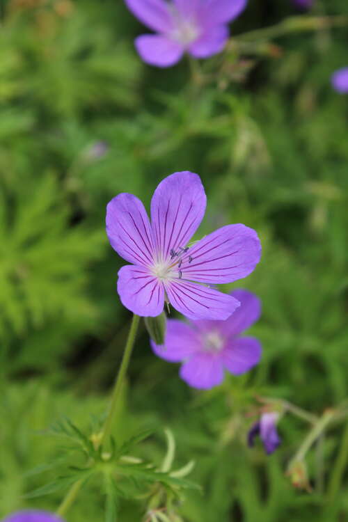 Bild von Geranium x-collinum Nimbus