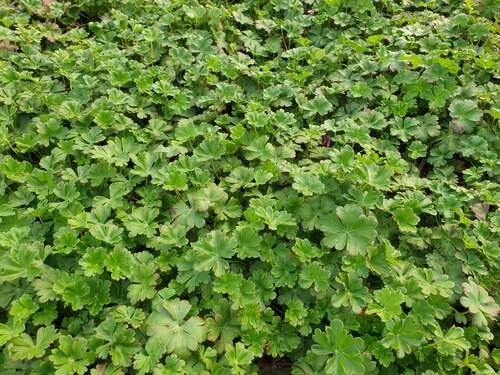 Bild von Geranium dalmaticum Bressingh.Pink