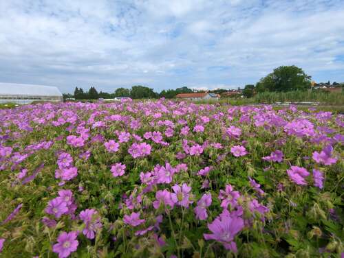 Bild von Geranium x-gracile Sirak