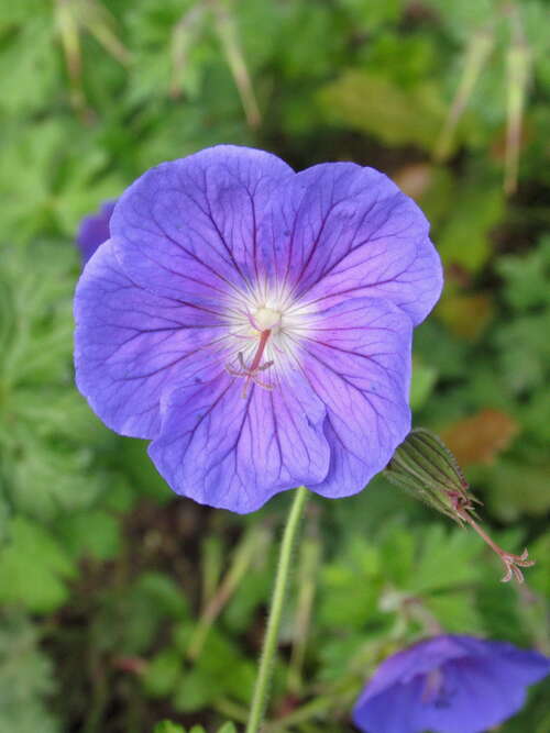 Bild von Himalaja-Storchschnabel