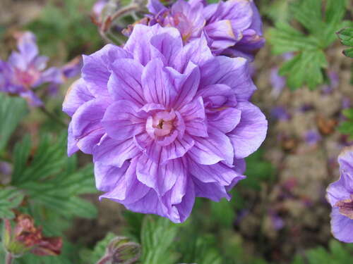 Bild von Geranium himalayense Birch-Double