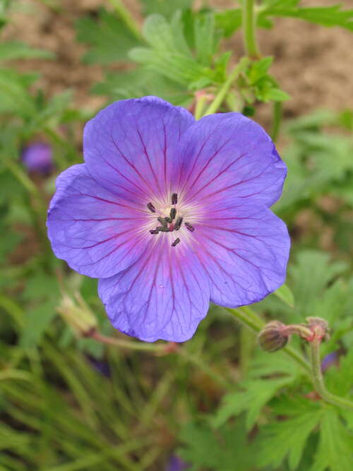 Bild von Geranium himalayense Gravetye