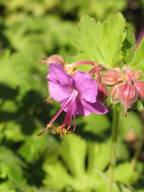 Bild von Geranium macrorrhizum Bevans Variety