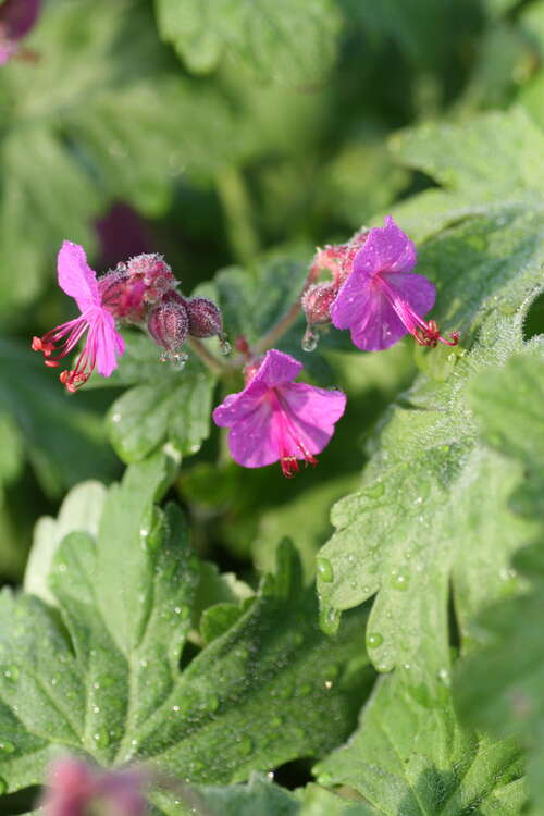 Bild von Geranium macrorrhizum Doppeldecker