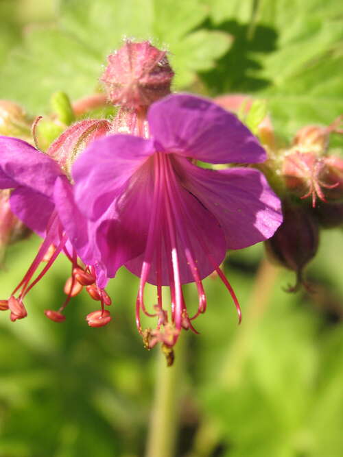 Bild von Geranium macrorrhizum Freundorf
