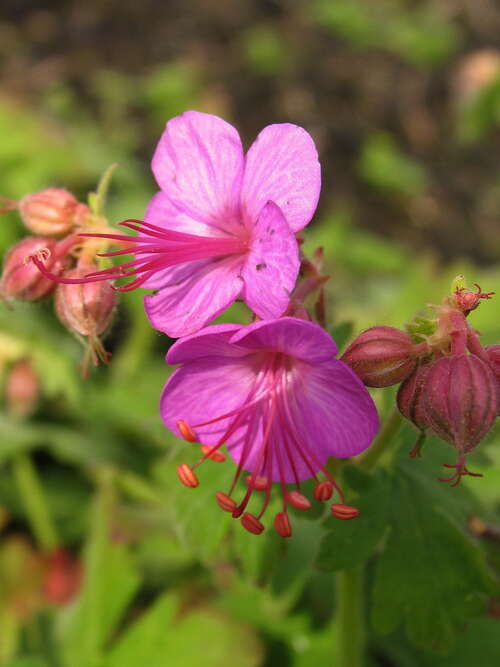 Bild von Geranium macrorrhizum Czakor