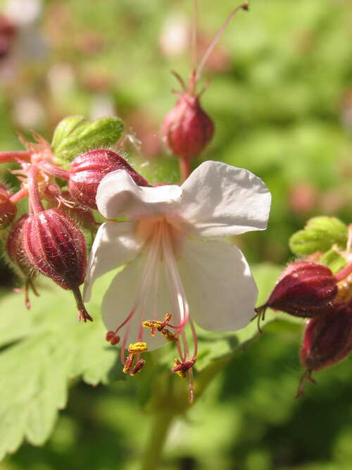 Bild von Geranium macrorrhizum Spessart