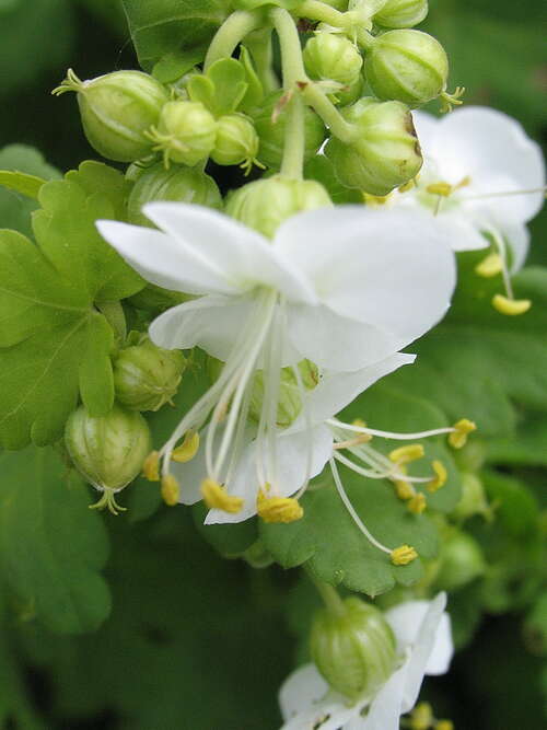 Bild von Geranium macrorrhizum White Ness