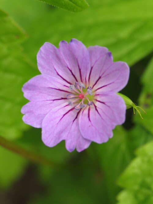 Bild von Geranium nodosum