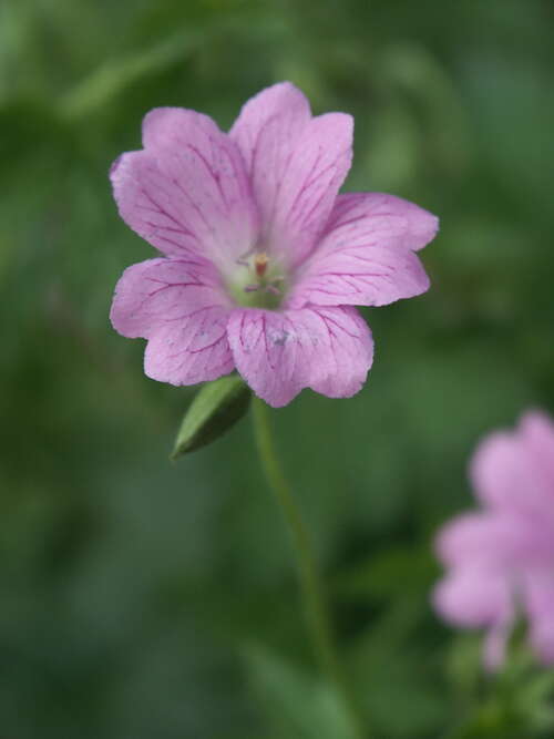 Bild von Geranium x-oxonianum Claridge Druce