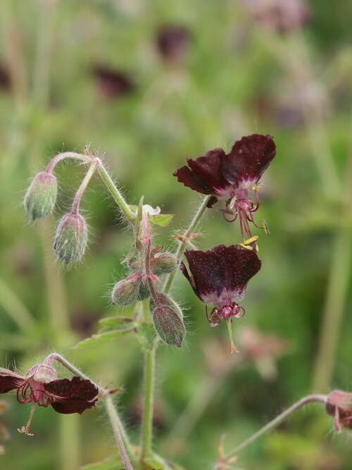 Bild von Geranium phaeum Slatina