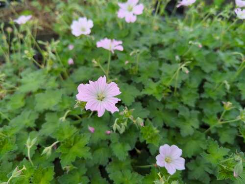 Bild von Geranium x-pratense Dreamland