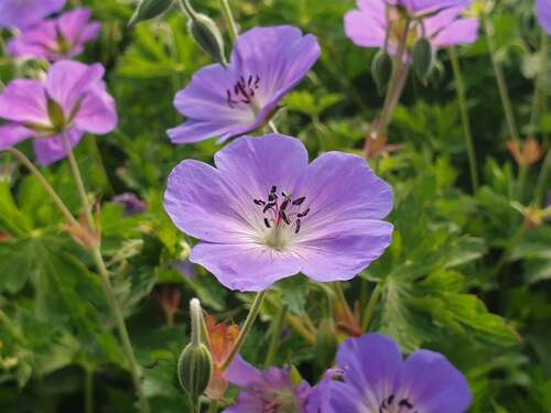 Bild von Garten-Storchschnabel